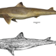 (A) Photo of an ddult female Squalus clarkae from the Gulf of Mexico, (B) sketch of an adult female S. clarkae.